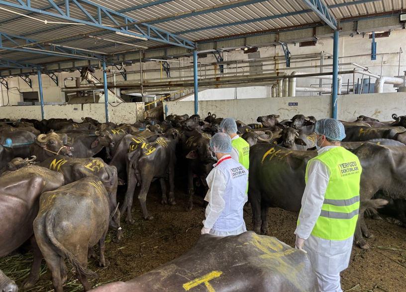 Yeryüzü Doktorları her zorluğa rağmen Gazze’ye kurban eti ulaştırdı Yeryüzü Doktorları her zorluğa rağmen Gazze’ye kurban eti ulaştırdı