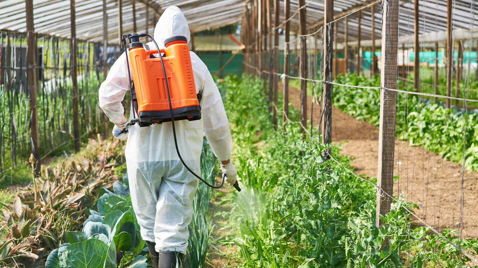 Emek yerine zehirle müdahale! Pestisitin sebebi iş gücü açığı mı? Emek yerine zehirle müdahale! Pestisitin sebebi iş gücü açığı mı?