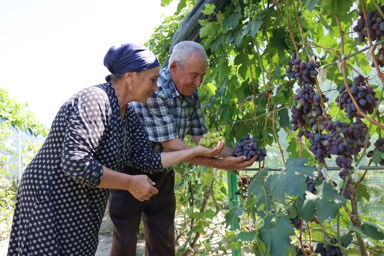 AİLE & YAŞAM Şarapta kullanılamayan sofralık üzüm! Kalbe iyi geliyor, şeker yok! Cildi pürüzsüz hale getiriyor! Haberi okurken bir hususa dikkat! AİLE & YAŞAM Şarapta kullanılamayan sofralık üzüm! Kalbe iyi geliyor, şeker yok! Cildi pürüzsüz hale getiriyor! Haberi okurken bir hususa dikkat!