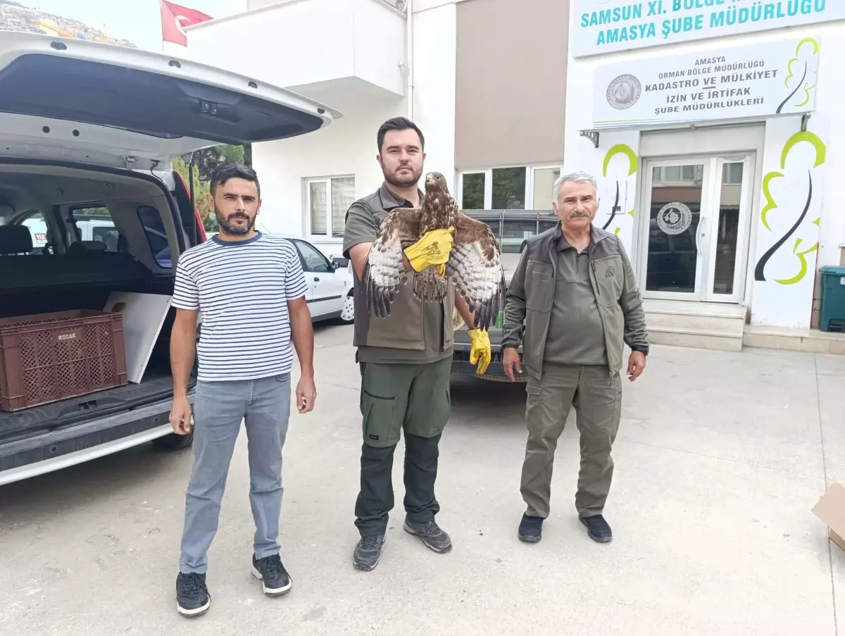 Yaralı Şahin Kurtarıldı: Amasya’da Vatandaşlık Görevi Yerine Getirildi Yaralı Şahin Kurtarıldı: Amasya’da Vatandaşlık Görevi Yerine Getirildi