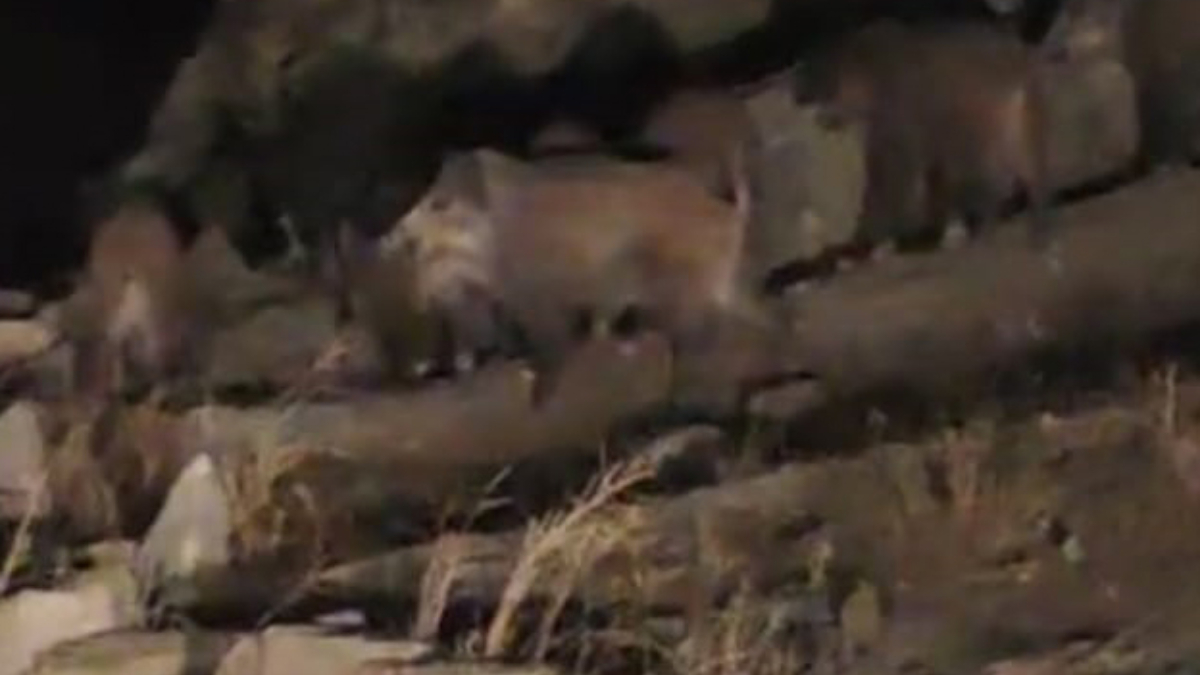 Van’da yaban domuzu sürüsü kırsal mahalleye indi