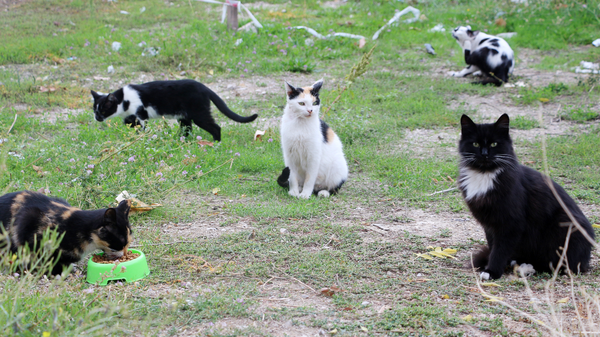 Isparta Valisi: Kedilerin Uzuvlarının Kesildiği İddiaları