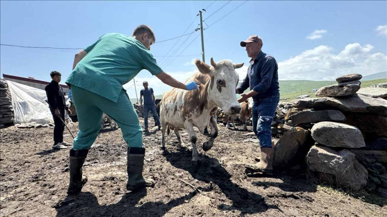 Samsun'un bazı mahallelerinde şap karantinası başlatıldı