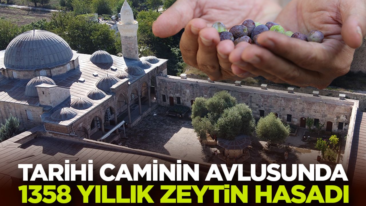 Tarihi caminin avlusundaki 1358 yaşındaki zeytin ağacında Tarihi caminin avlusundaki 1358 yaşındaki zeytin ağacında