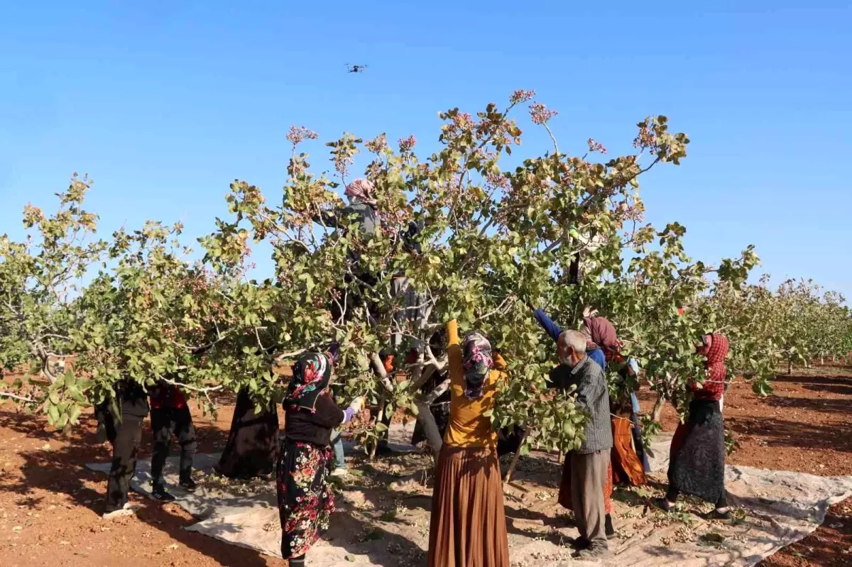 Gaziantep’te Antep Fıstığı Hasat Sezonu Tamamlandı Gaziantep’te Antep Fıstığı Hasat Sezonu Tamamlandı