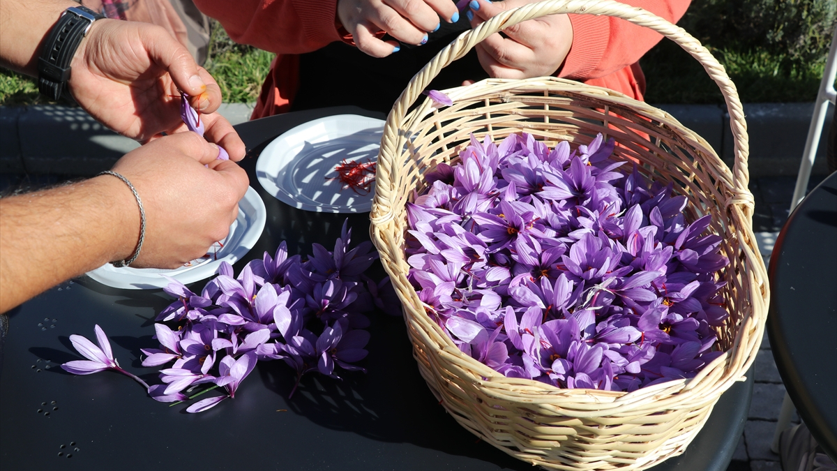 Karabük’te Safran Hasadı Etkinliği Gerçekleştirildi Karabük’te Safran Hasadı Etkinliği Gerçekleştirildi