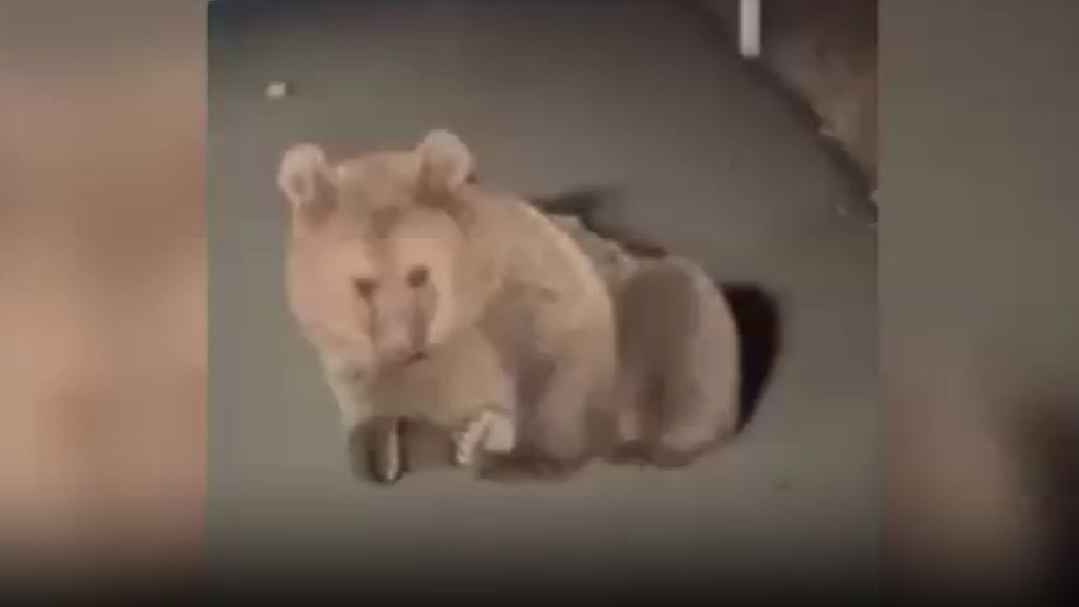 Kars’ta yaralı bozayı tedavi altına alındı Kars’ta yaralı bozayı tedavi altına alındı