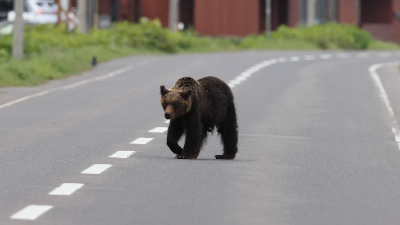 Japonya, Ayı Saldırılarına Karşı Lisanslı Avcıları İstihdam… Japonya, Ayı Saldırılarına Karşı Lisanslı Avcıları İstihdam…