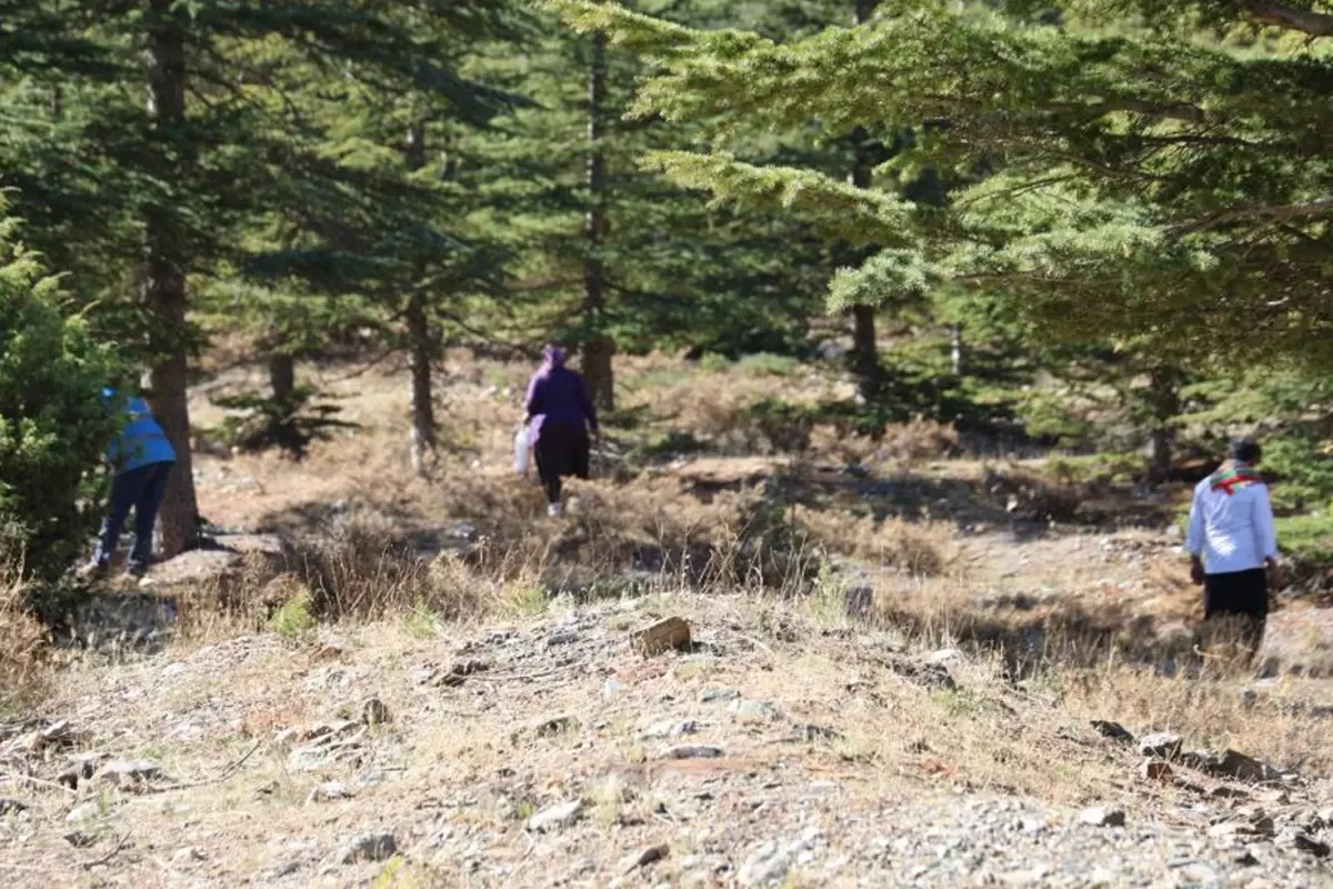 Beyaz Altın Olarak Adlandırılan Sedir Mantarında Hasat