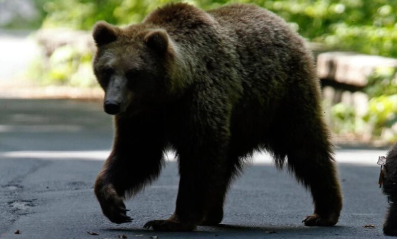 Japonya’da Ayı Saldırıları Artış Gösterdi: 10 Kişi Hayatını… Japonya’da Ayı Saldırıları Artış Gösterdi: 10 Kişi Hayatını…